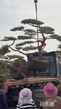 15.5公分造型油松