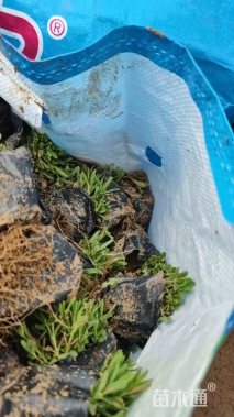 薰依草