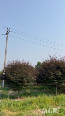 10公分中国红枫