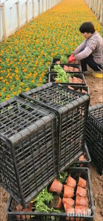 高度13厘米孔雀草