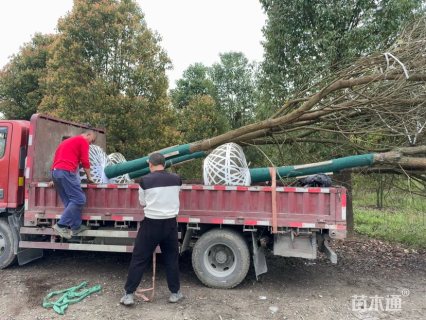 15公分黄花风铃木