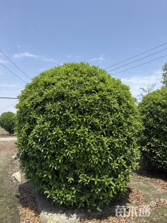 冠幅300厘米桂花球