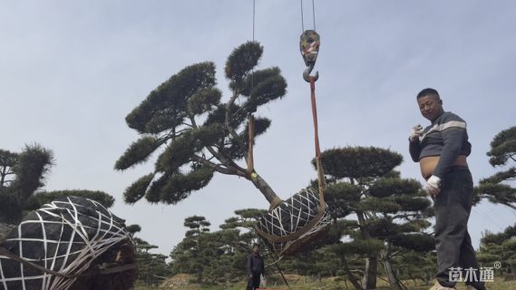 35公分造型油松