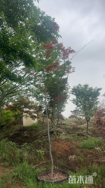 15公分红枫