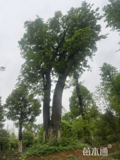 100公分朴树