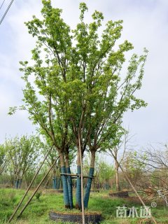高度600厘米丛生元宝枫