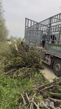 5公分绚丽海棠