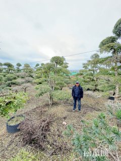 30公分白蜡