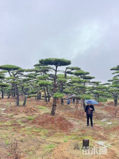 高度380厘米小叶女贞