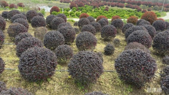 冠幅150厘米红叶石楠球