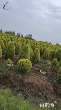10公分紫叶李