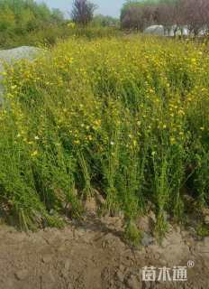 高度90厘米棣棠