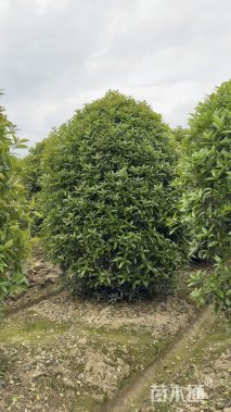 高度300厘米丛生桂花