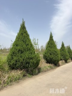 冠幅100厘米刺柏球