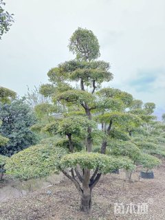 35公分白蜡
