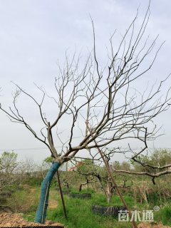 18公分朴树