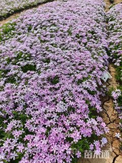 高度15厘米芝樱
