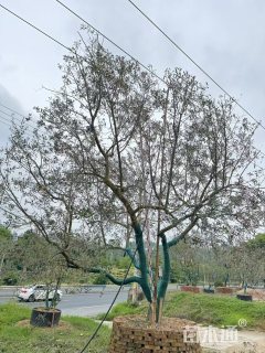 15公分油橄榄