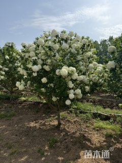 高度400厘米中华木绣球