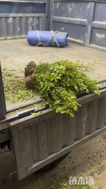 高度40厘米瓜子黄杨