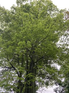 50公分大腹木棉