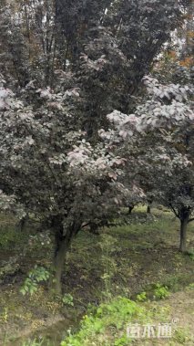 15公分紫叶李