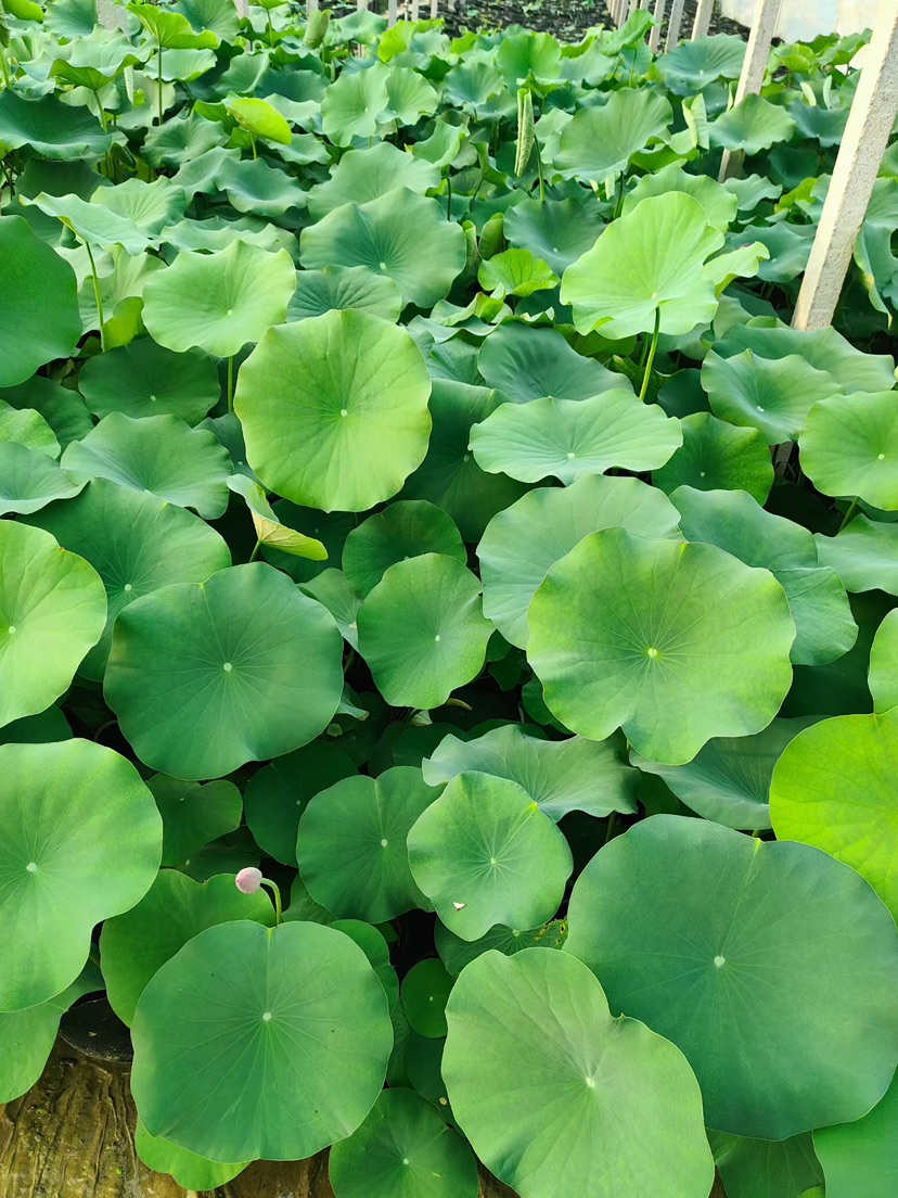 高度40厘米荷花