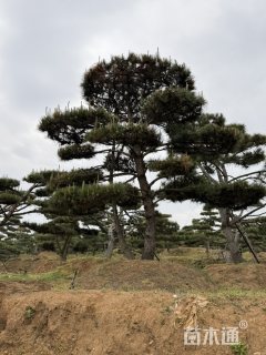 32公分造型松
