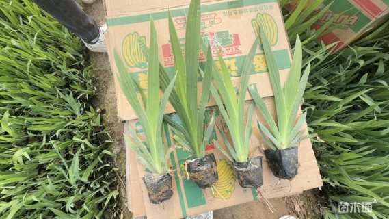 高度20厘米鸢尾