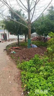30公分银杏