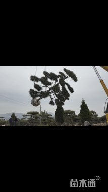 28.5公分造型松