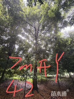 45公分桢楠
