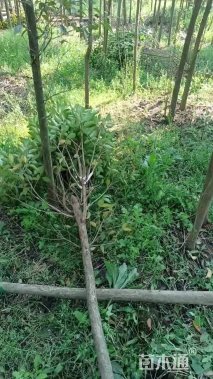 5公分大叶女贞