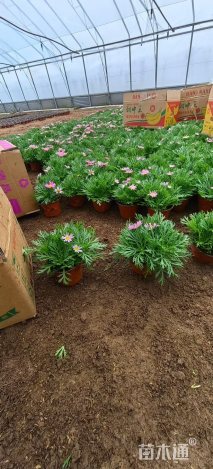高度17厘米玛格丽特花