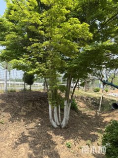 高度350厘米丛生鸡爪槭