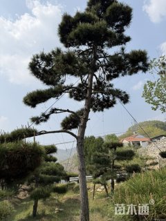 40公分造型松