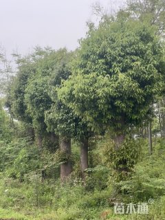 50公分香樟