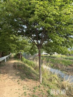 18公分榉树