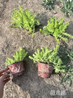高度10厘米金叶佛甲草