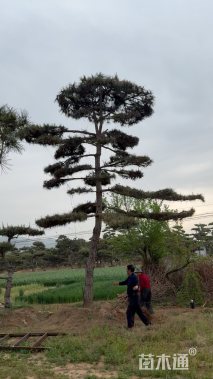 36公分造型松