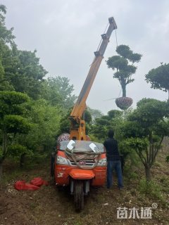 13公分造型卫矛