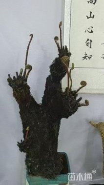 高度1500厘米乌蕨