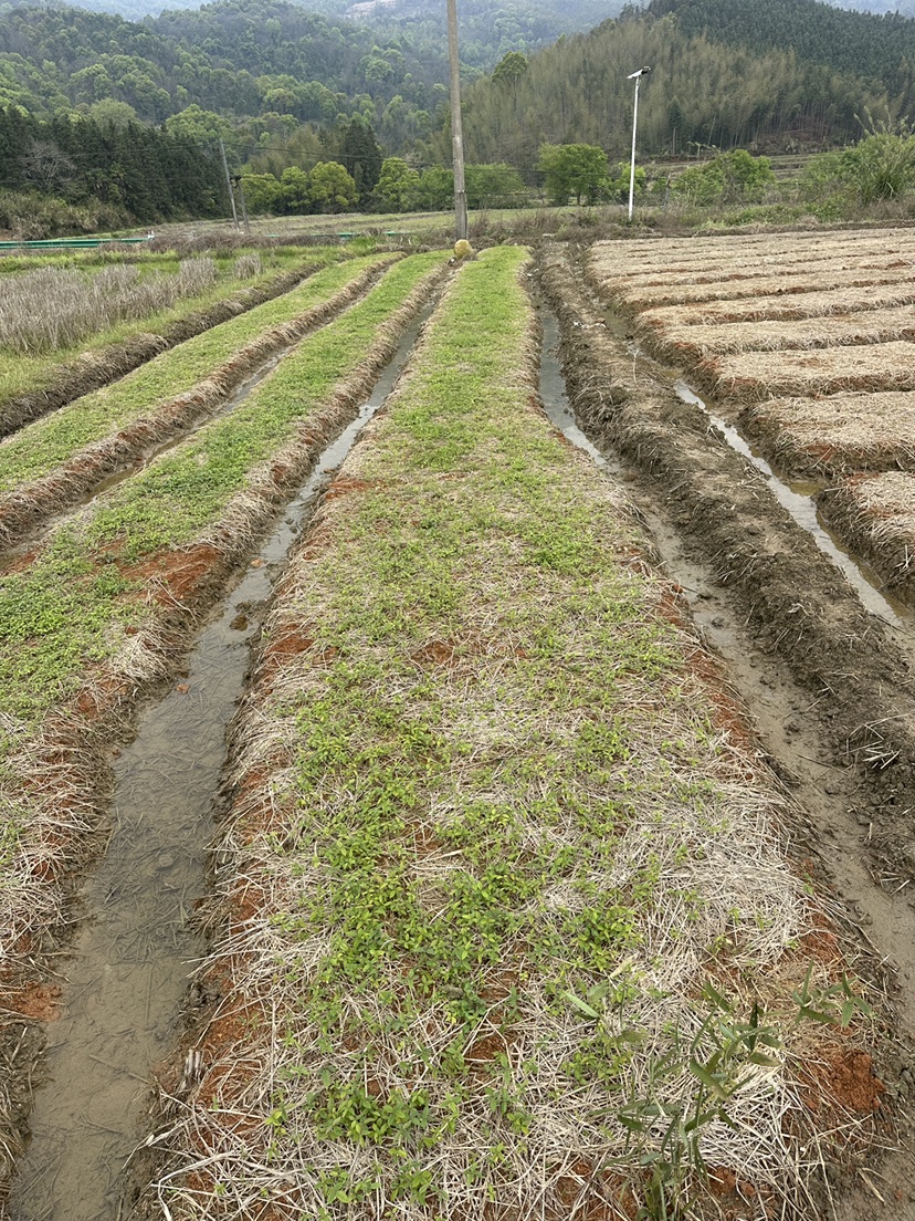 高度5厘米红榉小苗