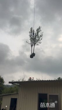 5公分紫玉兰