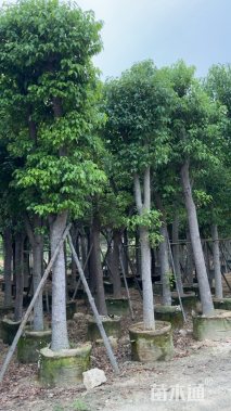 15公分香樟