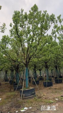 20公分香樟