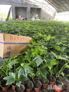 高度30厘米八角金盘