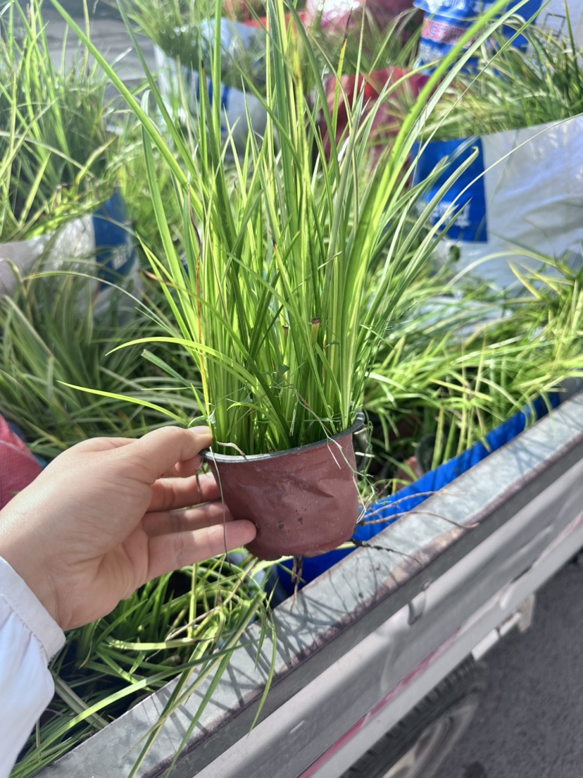 高度30厘米金叶石菖蒲