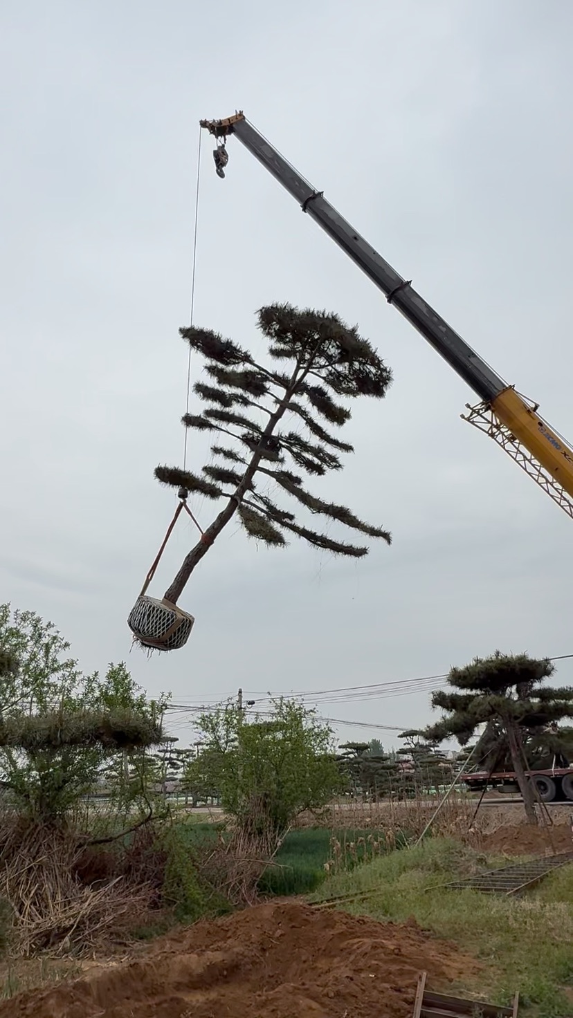 28.2公分造型黑松