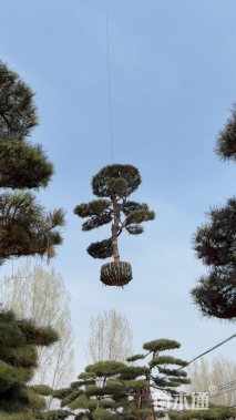 22公分造型黑松